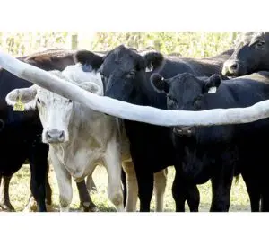 cow cattle rub