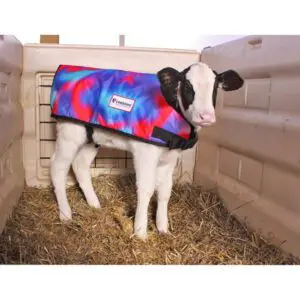 Tye Dye Calf Blanket on Holstein Calf