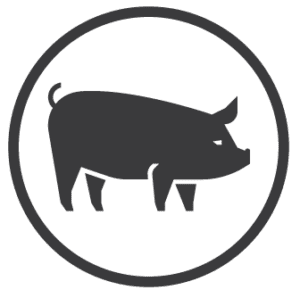 Pig Care Icon