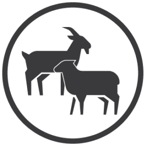 Sheep and Goat Care Icon