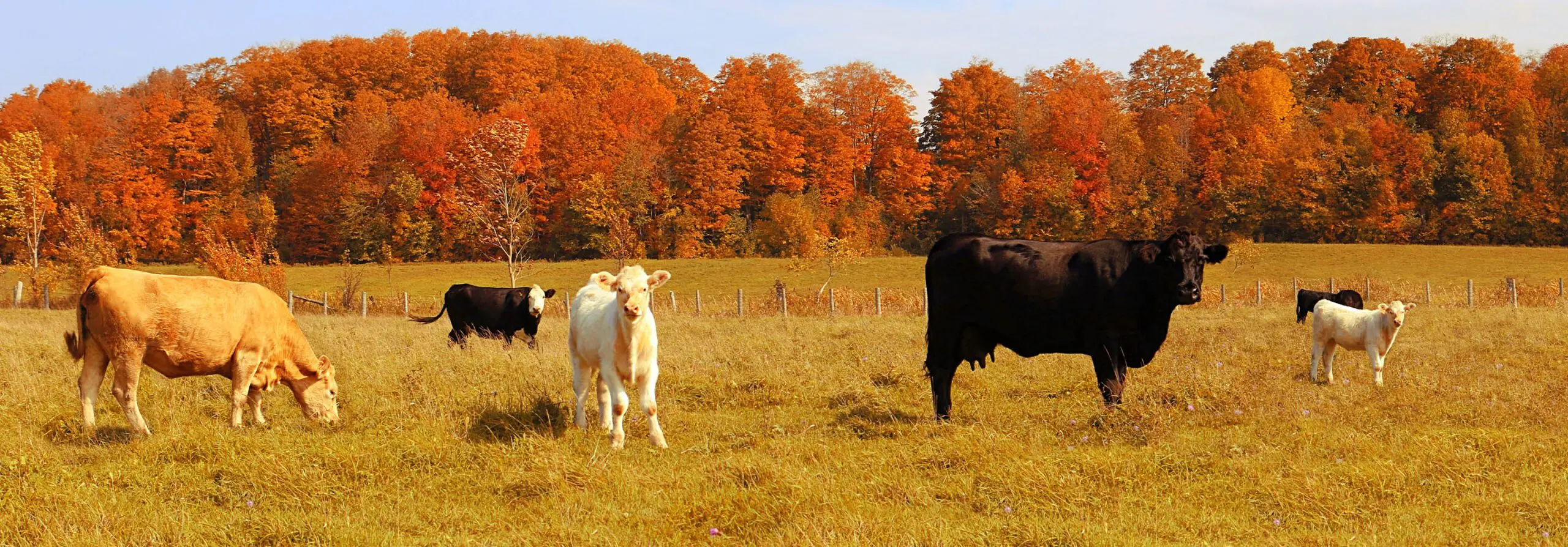 Beef cows and calves grazing in pasture during early fall. 