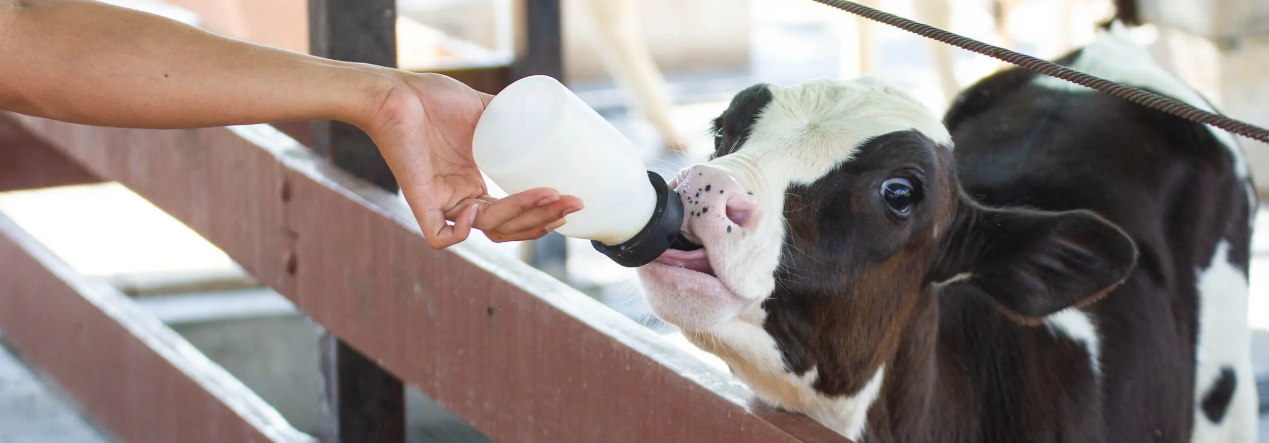Holstein calf drinking milk replacer out of calf bottle. 
