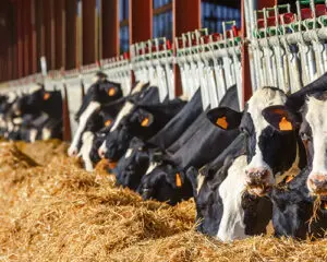 Dairy