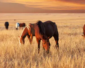 Horse