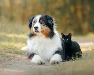 Pets