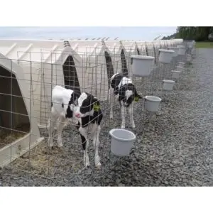 Calf-Tel Direct Attach buckets hanging on fence outside of calf hutch.