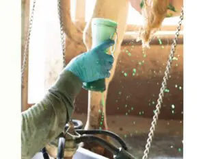 Trooper Nitrile Disposable Gloves for milking cows