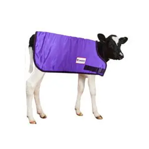 Leedstone Calf Jacket Calf Blanket Purple